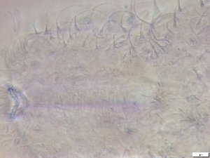  ( - GA_10.18)  @11 [ ] Copyright (2016) Malgorzata Kolicka Department of Animal Taxonomy and Ecology; Adam Mickiewicz University, Poznan