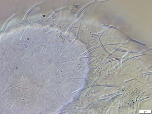  ( - GA_10.18)  @11 [ ] Copyright (2016) Malgorzata Kolicka Department of Animal Taxonomy and Ecology; Adam Mickiewicz University, Poznan