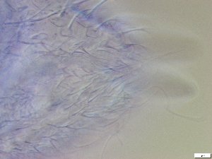  ( - GA_10.18)  @11 [ ] Copyright (2016) Malgorzata Kolicka Department of Animal Taxonomy and Ecology; Adam Mickiewicz University, Poznan