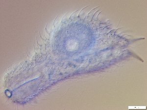 ( - GA_10.18)  @11 [ ] Copyright (2016) Malgorzata Kolicka Department of Animal Taxonomy and Ecology; Adam Mickiewicz University, Poznan