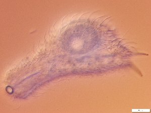  ( - GA_10.18)  @11 [ ] Copyright (2016) Malgorzata Kolicka Department of Animal Taxonomy and Ecology; Adam Mickiewicz University, Poznan