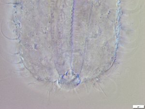  ( - GA_10.18)  @11 [ ] Copyright (2016) Malgorzata Kolicka Department of Animal Taxonomy and Ecology; Adam Mickiewicz University, Poznan