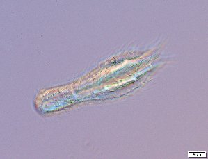  ( - GA_10.1)  @11 [ ] Copyright (2016) Malgorzata Kolicka Department of Animal Taxonomy and Ecology; Adam Mickiewicz University, Poznan