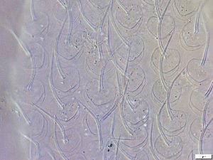  ( - GA_10.1)  @11 [ ] Copyright (2016) Malgorzata Kolicka Department of Animal Taxonomy and Ecology; Adam Mickiewicz University, Poznan