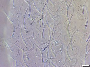  ( - GA_10.1)  @11 [ ] Copyright (2016) Malgorzata Kolicka Department of Animal Taxonomy and Ecology; Adam Mickiewicz University, Poznan