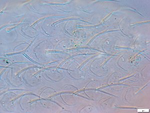  ( - GA_10.1)  @11 [ ] Copyright (2016) Malgorzata Kolicka Department of Animal Taxonomy and Ecology; Adam Mickiewicz University, Poznan