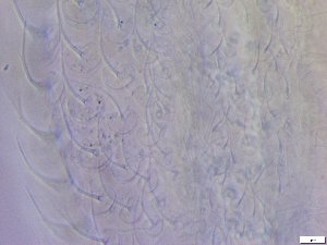  ( - GA_10.1)  @11 [ ] Copyright (2016) Malgorzata Kolicka Department of Animal Taxonomy and Ecology; Adam Mickiewicz University, Poznan