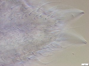  ( - GA_10.1)  @11 [ ] Copyright (2016) Malgorzata Kolicka Department of Animal Taxonomy and Ecology; Adam Mickiewicz University, Poznan