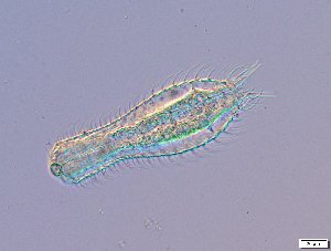  ( - GA_10.1)  @11 [ ] Copyright (2016) Malgorzata Kolicka Department of Animal Taxonomy and Ecology; Adam Mickiewicz University, Poznan