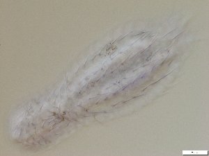  ( - GA_10.1)  @11 [ ] Copyright (2016) Malgorzata Kolicka Department of Animal Taxonomy and Ecology; Adam Mickiewicz University, Poznan