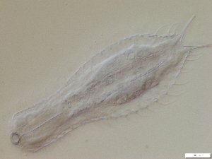  ( - GA_10.1)  @11 [ ] Copyright (2016) Malgorzata Kolicka Department of Animal Taxonomy and Ecology; Adam Mickiewicz University, Poznan