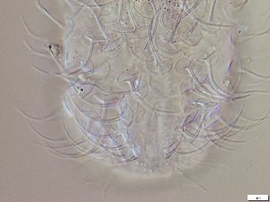  ( - GA_10.1)  @11 [ ] Copyright (2016) Malgorzata Kolicka Department of Animal Taxonomy and Ecology; Adam Mickiewicz University, Poznan