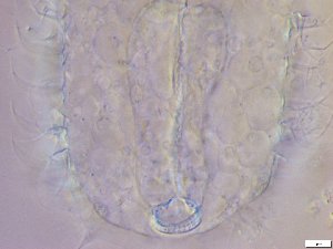  ( - GA_10.1)  @11 [ ] Copyright (2016) Malgorzata Kolicka Department of Animal Taxonomy and Ecology; Adam Mickiewicz University, Poznan