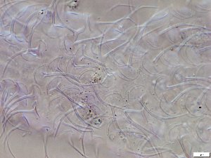  ( - GA_10.1)  @11 [ ] Copyright (2016) Malgorzata Kolicka Department of Animal Taxonomy and Ecology; Adam Mickiewicz University, Poznan