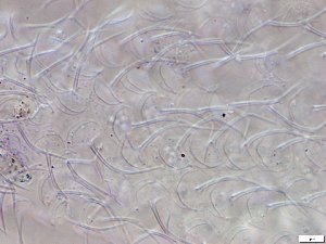  ( - GA_10.1)  @11 [ ] Copyright (2016) Malgorzata Kolicka Department of Animal Taxonomy and Ecology; Adam Mickiewicz University, Poznan