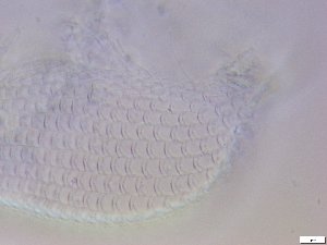  ( - GA_10.9)  @11 [ ] Copyright (2016) Malgorzata Kolicka Department of Animal Taxonomy and Ecology; Adam Mickiewicz University, Poznan