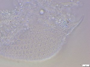  ( - GA_10.9)  @11 [ ] Copyright (2016) Malgorzata Kolicka Department of Animal Taxonomy and Ecology; Adam Mickiewicz University, Poznan