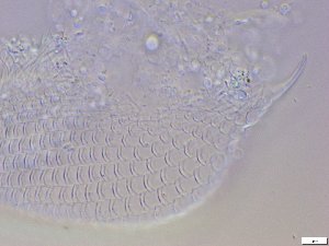  ( - GA_10.9)  @11 [ ] Copyright (2016) Malgorzata Kolicka Department of Animal Taxonomy and Ecology; Adam Mickiewicz University, Poznan