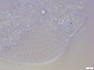  ( - GA_10.9)  @11 [ ] Copyright (2016) Malgorzata Kolicka Department of Animal Taxonomy and Ecology; Adam Mickiewicz University, Poznan