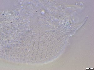  ( - GA_10.9)  @11 [ ] Copyright (2016) Malgorzata Kolicka Department of Animal Taxonomy and Ecology; Adam Mickiewicz University, Poznan