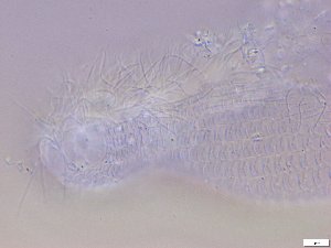  ( - GA_10.9)  @11 [ ] Copyright (2016) Malgorzata Kolicka Department of Animal Taxonomy and Ecology; Adam Mickiewicz University, Poznan