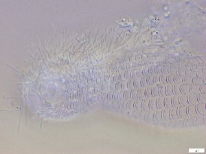  ( - GA_10.9)  @11 [ ] Copyright (2016) Malgorzata Kolicka Department of Animal Taxonomy and Ecology; Adam Mickiewicz University, Poznan
