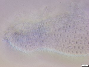  ( - GA_10.9)  @11 [ ] Copyright (2016) Malgorzata Kolicka Department of Animal Taxonomy and Ecology; Adam Mickiewicz University, Poznan