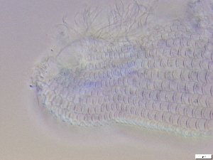  ( - GA_10.9)  @11 [ ] Copyright (2016) Malgorzata Kolicka Department of Animal Taxonomy and Ecology; Adam Mickiewicz University, Poznan