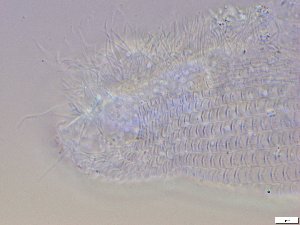  ( - GA_10.9)  @11 [ ] Copyright (2016) Malgorzata Kolicka Department of Animal Taxonomy and Ecology; Adam Mickiewicz University, Poznan