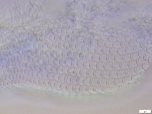  ( - GA_10.9)  @11 [ ] Copyright (2016) Malgorzata Kolicka Department of Animal Taxonomy and Ecology; Adam Mickiewicz University, Poznan