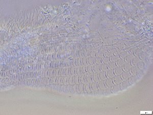  ( - GA_10.9)  @11 [ ] Copyright (2016) Malgorzata Kolicka Department of Animal Taxonomy and Ecology; Adam Mickiewicz University, Poznan