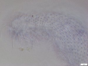  ( - GA_12.12)  @11 [ ] Copyright (2016) Malgorzata Kolicka Department of Animal Taxonomy and Ecology; Adam Mickiewicz University, Poznan