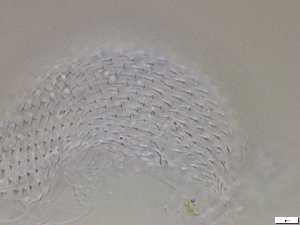  ( - GA_12.12)  @11 [ ] Copyright (2016) Malgorzata Kolicka Department of Animal Taxonomy and Ecology; Adam Mickiewicz University, Poznan
