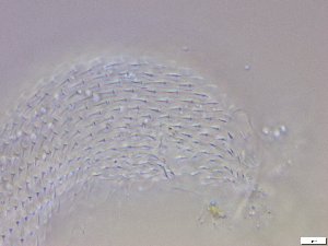  ( - GA_12.12)  @11 [ ] Copyright (2016) Malgorzata Kolicka Department of Animal Taxonomy and Ecology; Adam Mickiewicz University, Poznan