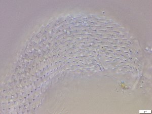  ( - GA_12.12)  @11 [ ] Copyright (2016) Malgorzata Kolicka Department of Animal Taxonomy and Ecology; Adam Mickiewicz University, Poznan