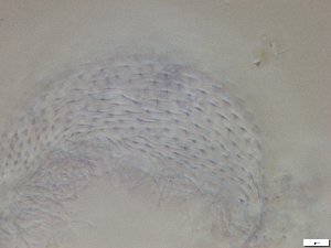  ( - GA_12.12)  @11 [ ] Copyright (2016) Malgorzata Kolicka Department of Animal Taxonomy and Ecology; Adam Mickiewicz University, Poznan