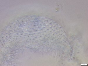  ( - GA_12.12)  @11 [ ] Copyright (2016) Malgorzata Kolicka Department of Animal Taxonomy and Ecology; Adam Mickiewicz University, Poznan