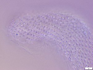  ( - GA_12.12)  @11 [ ] Copyright (2016) Malgorzata Kolicka Department of Animal Taxonomy and Ecology; Adam Mickiewicz University, Poznan