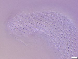  ( - GA_12.12)  @11 [ ] Copyright (2016) Malgorzata Kolicka Department of Animal Taxonomy and Ecology; Adam Mickiewicz University, Poznan