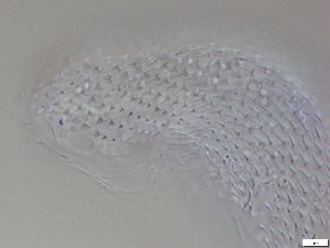 ( - GA_12.12)  @11 [ ] Copyright (2016) Malgorzata Kolicka Department of Animal Taxonomy and Ecology; Adam Mickiewicz University, Poznan