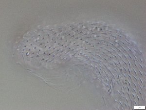  ( - GA_12.12)  @11 [ ] Copyright (2016) Malgorzata Kolicka Department of Animal Taxonomy and Ecology; Adam Mickiewicz University, Poznan