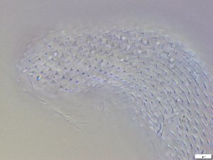  ( - GA_12.12)  @11 [ ] Copyright (2016) Malgorzata Kolicka Department of Animal Taxonomy and Ecology; Adam Mickiewicz University, Poznan