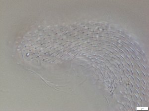  ( - GA_12.12)  @11 [ ] Copyright (2016) Malgorzata Kolicka Department of Animal Taxonomy and Ecology; Adam Mickiewicz University, Poznan