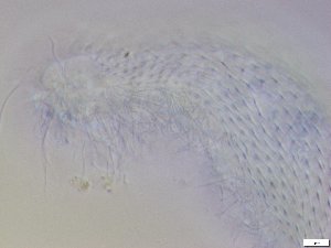  ( - GA_12.12)  @11 [ ] Copyright (2016) Malgorzata Kolicka Department of Animal Taxonomy and Ecology; Adam Mickiewicz University, Poznan