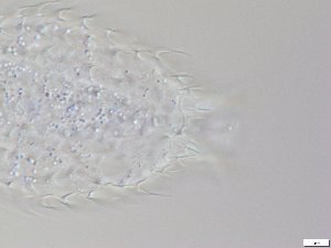  ( - GA_12.5)  @11 [ ] Copyright (2016) Malgorzata Kolicka Department of Animal Taxonomy and Ecology; Adam Mickiewicz University, Poznan