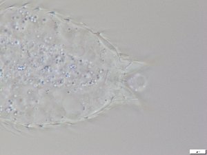 ( - GA_12.5)  @11 [ ] Copyright (2016) Malgorzata Kolicka Department of Animal Taxonomy and Ecology; Adam Mickiewicz University, Poznan