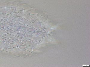  ( - GA_12.5)  @11 [ ] Copyright (2016) Malgorzata Kolicka Department of Animal Taxonomy and Ecology; Adam Mickiewicz University, Poznan