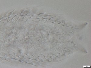  ( - GA_12.5)  @11 [ ] Copyright (2016) Malgorzata Kolicka Department of Animal Taxonomy and Ecology; Adam Mickiewicz University, Poznan