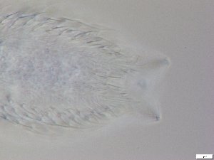  ( - GA_12.5)  @11 [ ] Copyright (2016) Malgorzata Kolicka Department of Animal Taxonomy and Ecology; Adam Mickiewicz University, Poznan
