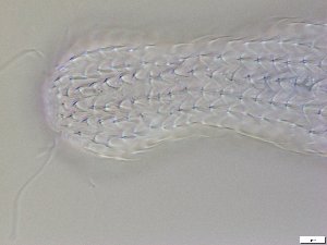  ( - GA_12.5)  @11 [ ] Copyright (2016) Malgorzata Kolicka Department of Animal Taxonomy and Ecology; Adam Mickiewicz University, Poznan